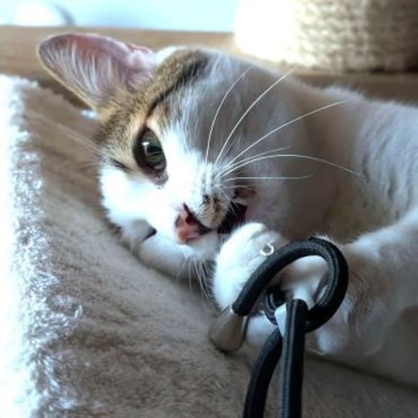 SOS - Kater Piff und Spooky suchen Dich