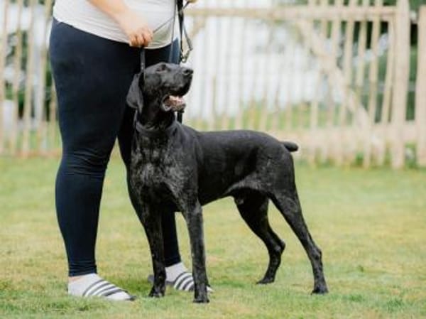 Ringo möchte gefordert werden