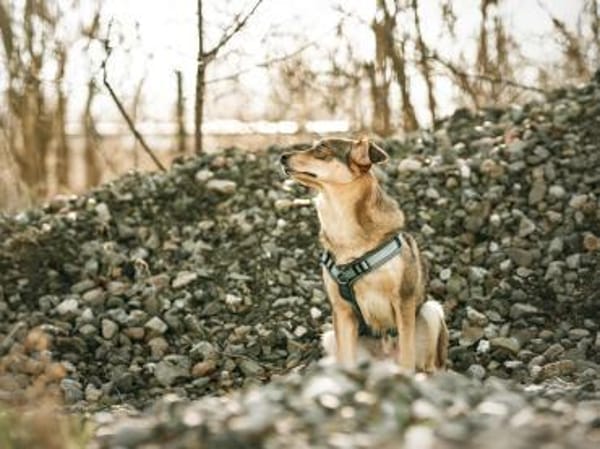 Toller Zhuzhik sucht liebevolles Zuhause