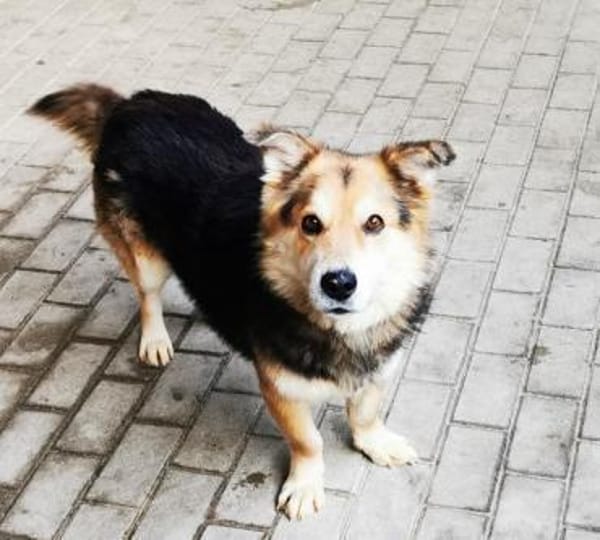 Malik,lieber Familienhund