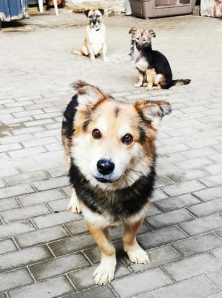 Malik,lieber Familienhund
