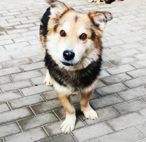 Malik,lieber Familienhund