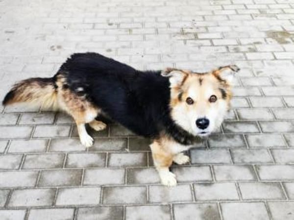 Malik,lieber Familienhund