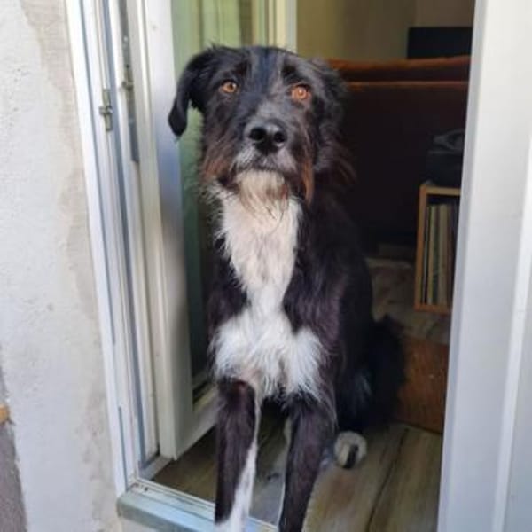 Wir suchen dringend jemanden für Otis!