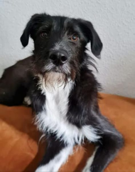 Wir suchen dringend jemanden für Otis!