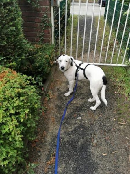 Scotty aus 46483 Wesel