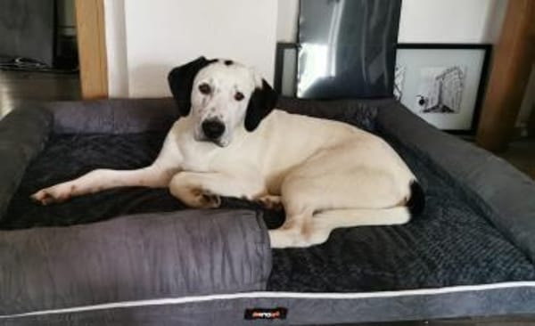 Scotty aus 46483 Wesel