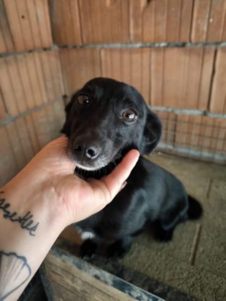 Fifi, wunderbarer Hundemann, 7J 49326