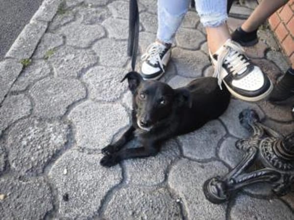 Fifi, wunderbarer Hundemann, 7J 49326
