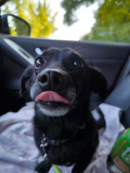 Fifi, wunderbarer Hundemann, 7J 49326