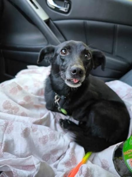 Fifi, wunderbarer Hundemann, 7J 49326