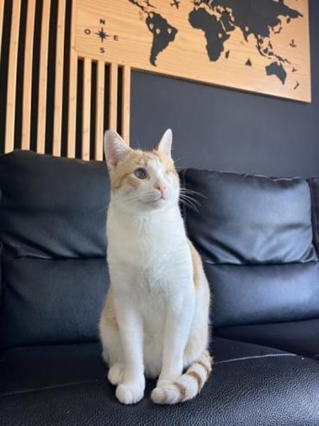 Liebevoller, aktiver Kater Eslovenia