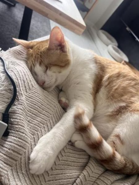 Liebevoller, aktiver Kater Eslovenia