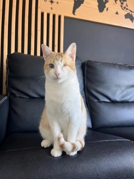 Liebevoller, aktiver Kater Eslovenia