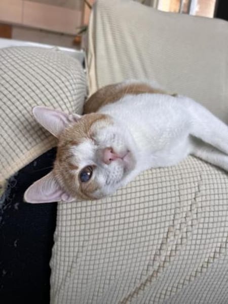 Liebevoller, aktiver Kater Eslovenia