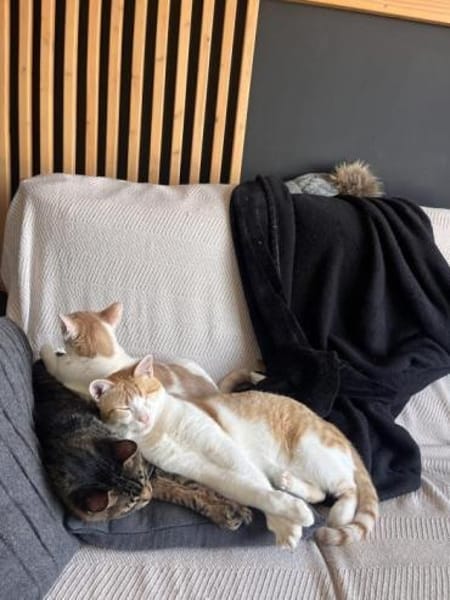 Liebevoller, aktiver Kater Eslovenia