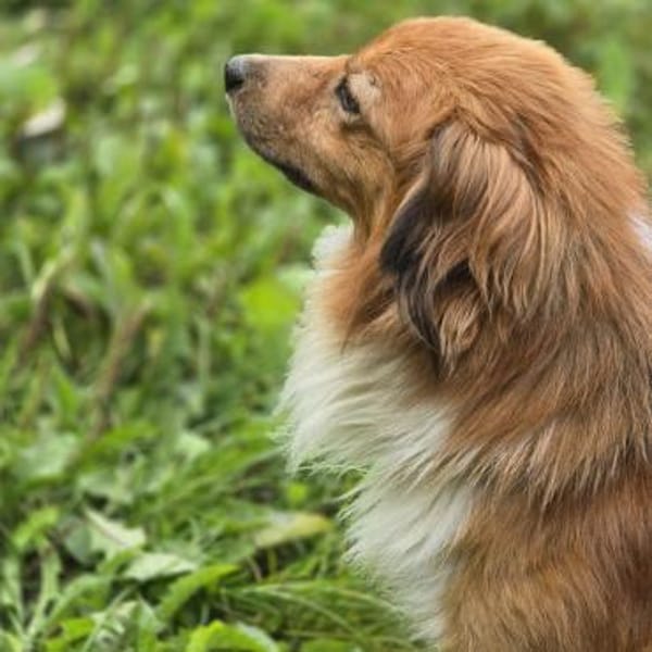 APOLLO -mit anderen Hunden verträglich