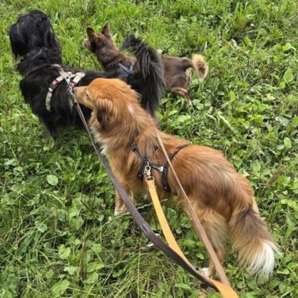 APOLLO -mit anderen Hunden verträglich