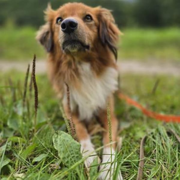 APOLLO -mit anderen Hunden verträglich