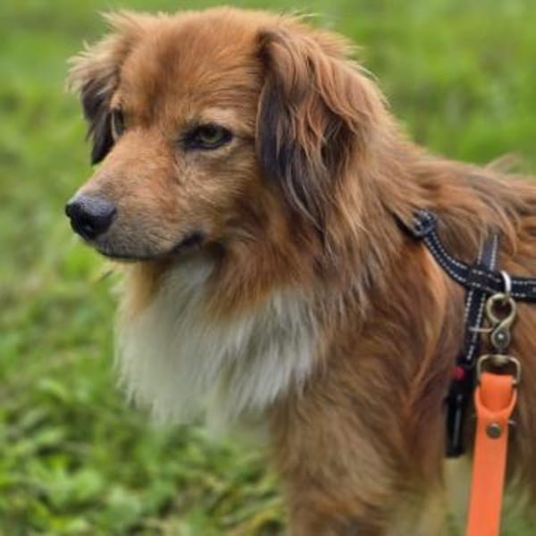APOLLO -mit anderen Hunden verträglich