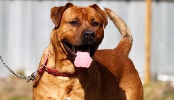 Tyson, su. Paten