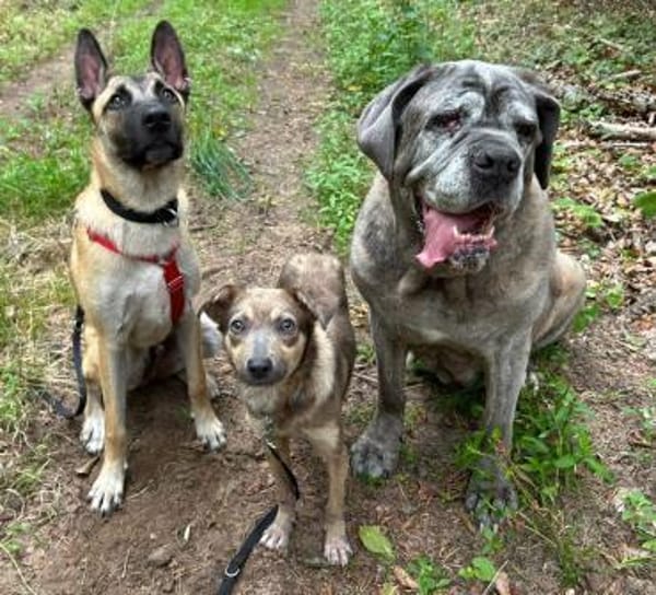 Emil - verträglich mit Hunden und Katzen