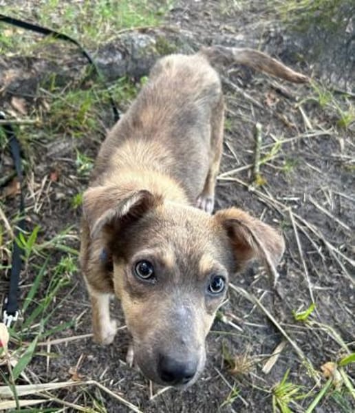 Emil - verträglich mit Hunden und Katzen