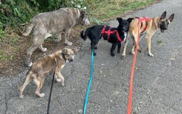 Emil - verträglich mit Hunden und Katzen