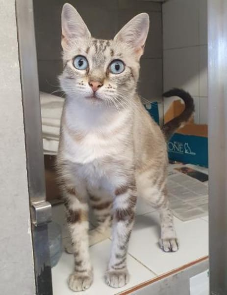 Perla sucht Liebe