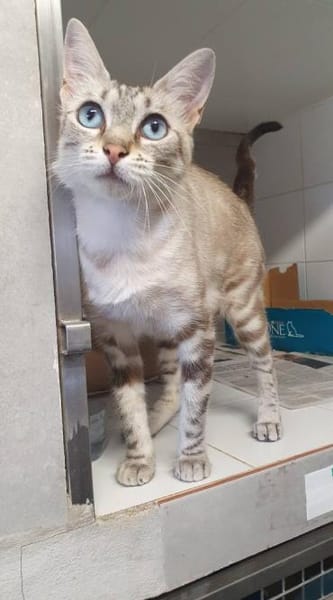 Perla sucht Liebe