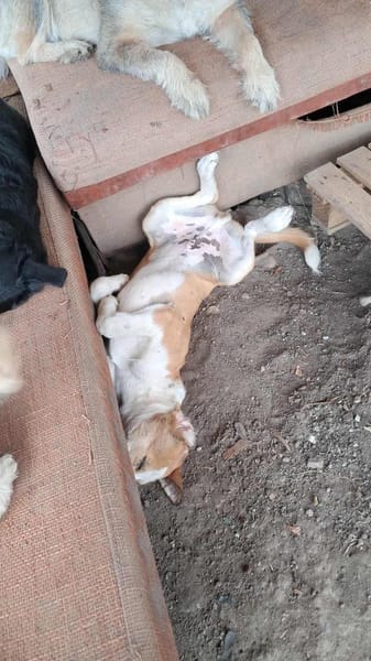 Lolek, zuckersüßer Hundemann sucht