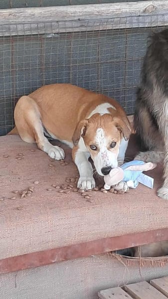 Lolek, zuckersüßer Hundemann sucht