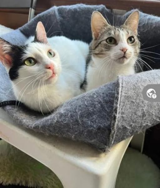 Kira & Mira Freundliche liebe Schwestern
