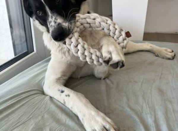 Schöne Elli sucht ihr Traumzuhause