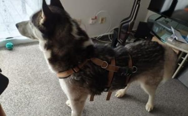Freundliches Husky-Powerpaket Maxime