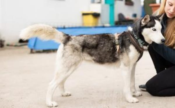 Freundliches Husky-Powerpaket Maxime
