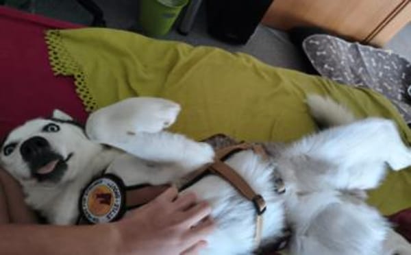 Freundliches Husky-Powerpaket Maxime