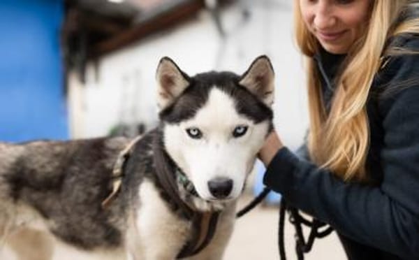 Freundliches Husky-Powerpaket Maxime