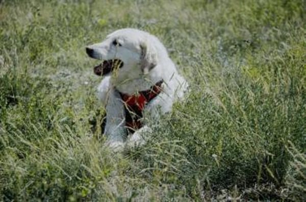 Bailey, unkomplizierter Senior, 10J 0738