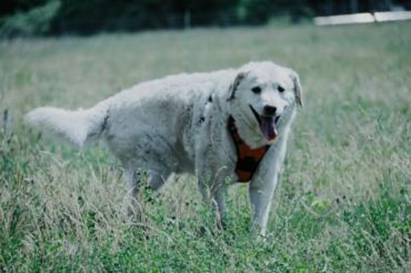 Bailey, unkomplizierter Senior, 10J 0738
