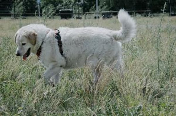 Bailey, unkomplizierter Senior, 10J 0738