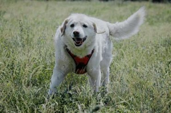 Bailey, unkomplizierter Senior, 10J 0738