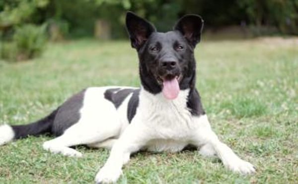 Goldige Crumble sucht Neuanfang
