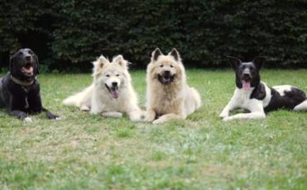 Goldige Crumble sucht Neuanfang