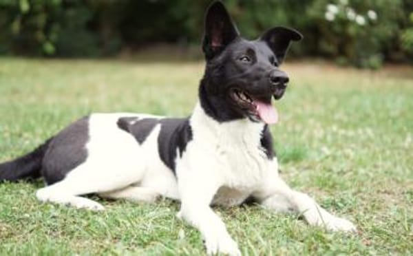 Goldige Crumble sucht Neuanfang