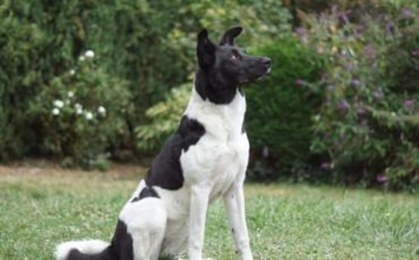 Goldige Crumble sucht Neuanfang