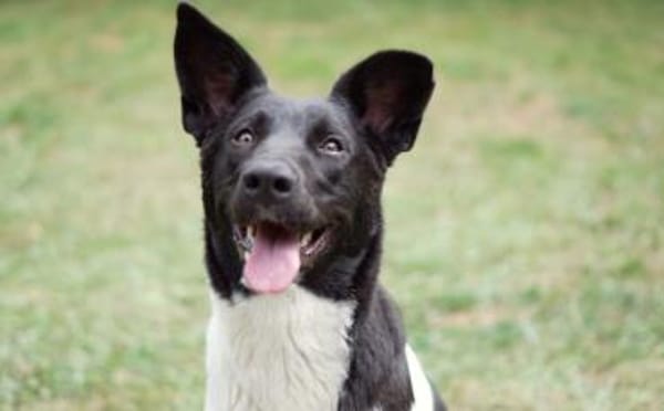 Goldige Crumble sucht Neuanfang
