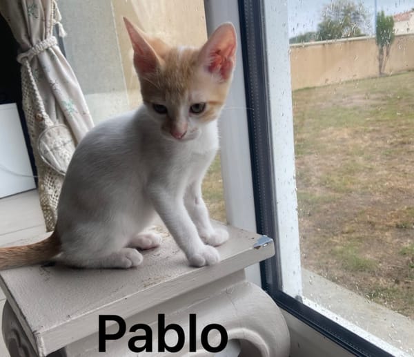 PABLO