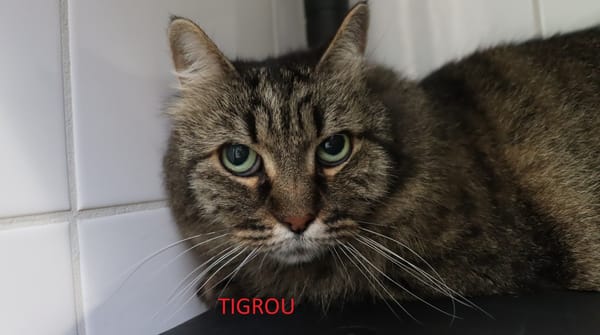 Tigrou