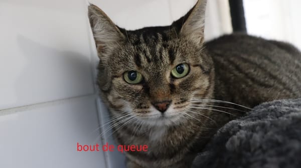 Bout de queue